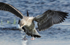 1cy fuscus in August, ringed in Finland. (81365 bytes)